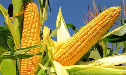 玉米期货价格最新行情预测分析(玉米期货价格最新行情预测分析报告)_https://www.dbjyqcj.com_上期所_第1张