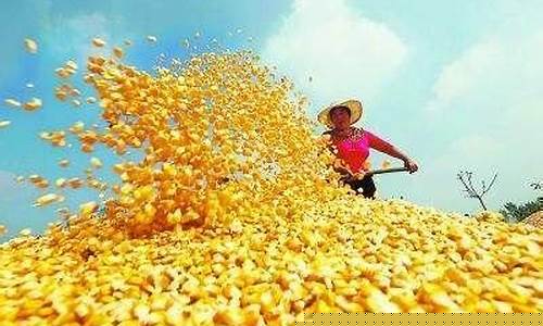 美玉米期货实时行情东方财富网(美玉米期货价格 换算国内价格)_https://www.dbjyqcj.com_上期所_第1张