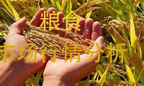 粮食期货 行情分析最新(粮食期货 行情分析最新报告)_https://www.dbjyqcj.com_广期所_第1张