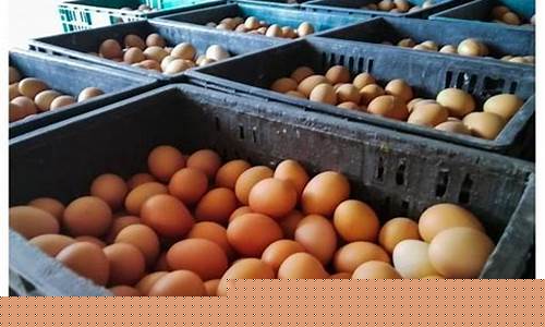 近期鸡蛋期货价格行情走势(鸡蛋期货价格行情走势图最新)_https://www.dbjyqcj.com_上期所_第1张