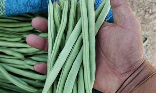 扁豆期货行情(扁豆期货行情走势)_https://www.dbjyqcj.com_中金所_第1张