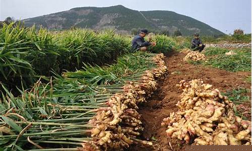 牡丹生姜期货价格行情(今日牡丹价格查询)_https://www.dbjyqcj.com_上期能源_第1张