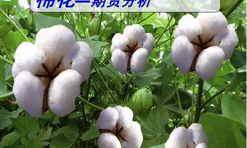 棉花期货2201最新行情(棉花期货最新实时行情2105)_https://www.dbjyqcj.com_上期能源_第1张