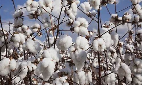 棉花期货今日石河子行情_https://www.dbjyqcj.com_郑商所_第1张