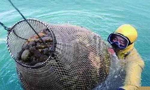 海参农产品期货行情(海参属于农产品吗)_https://www.dbjyqcj.com_上期所_第1张