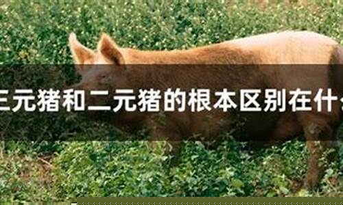二元猪与三元猪辨认方法区别(二元猪和三元猪怎么分别)_https://www.dbjyqcj.com_大商所_第1张