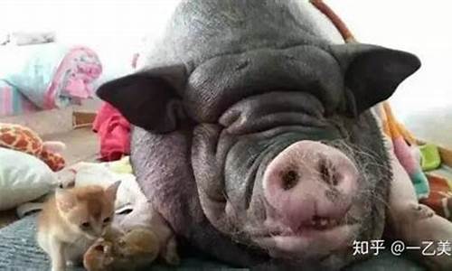 100斤到200斤猪饲料配方(猪饲料一百斤放多少盐)_https://www.dbjyqcj.com_广期所_第1张