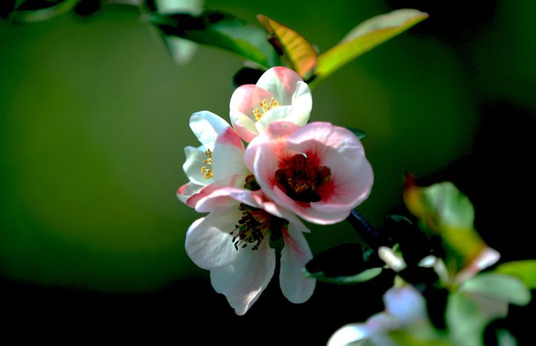 期货的对手价是什么意思(期货对手价排队价)_https://www.dbjyqcj.com_郑商所_第1张