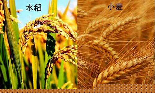 小麦水稻期货(小麦水稻期货为什么没成交量)_https://www.dbjyqcj.com_上期能源_第1张
